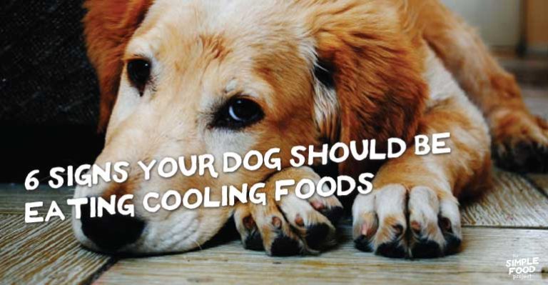 a golden retriever, 6 signs your dog should be eating cooling foods