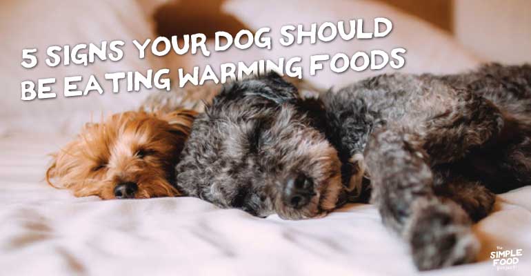 two dogs napping, 5 signs your dog should be eating warming foods