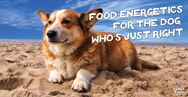 food energetics for the dog who's just right