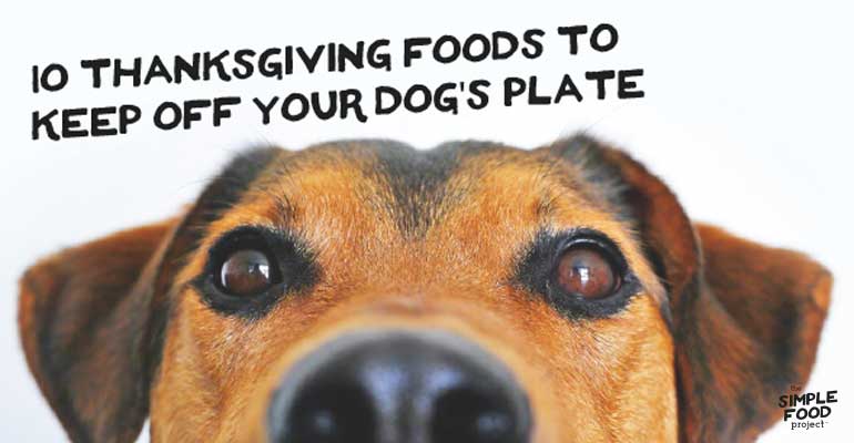 10 thanksgiving foods to keep off your dog's plate