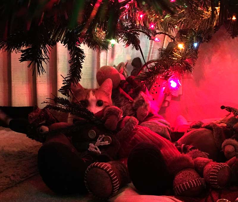 Joey getting into the Christmas tree