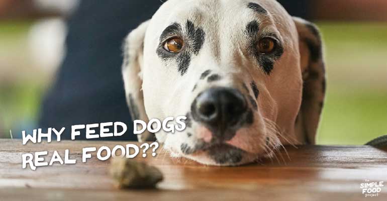 why feed dogs real food?