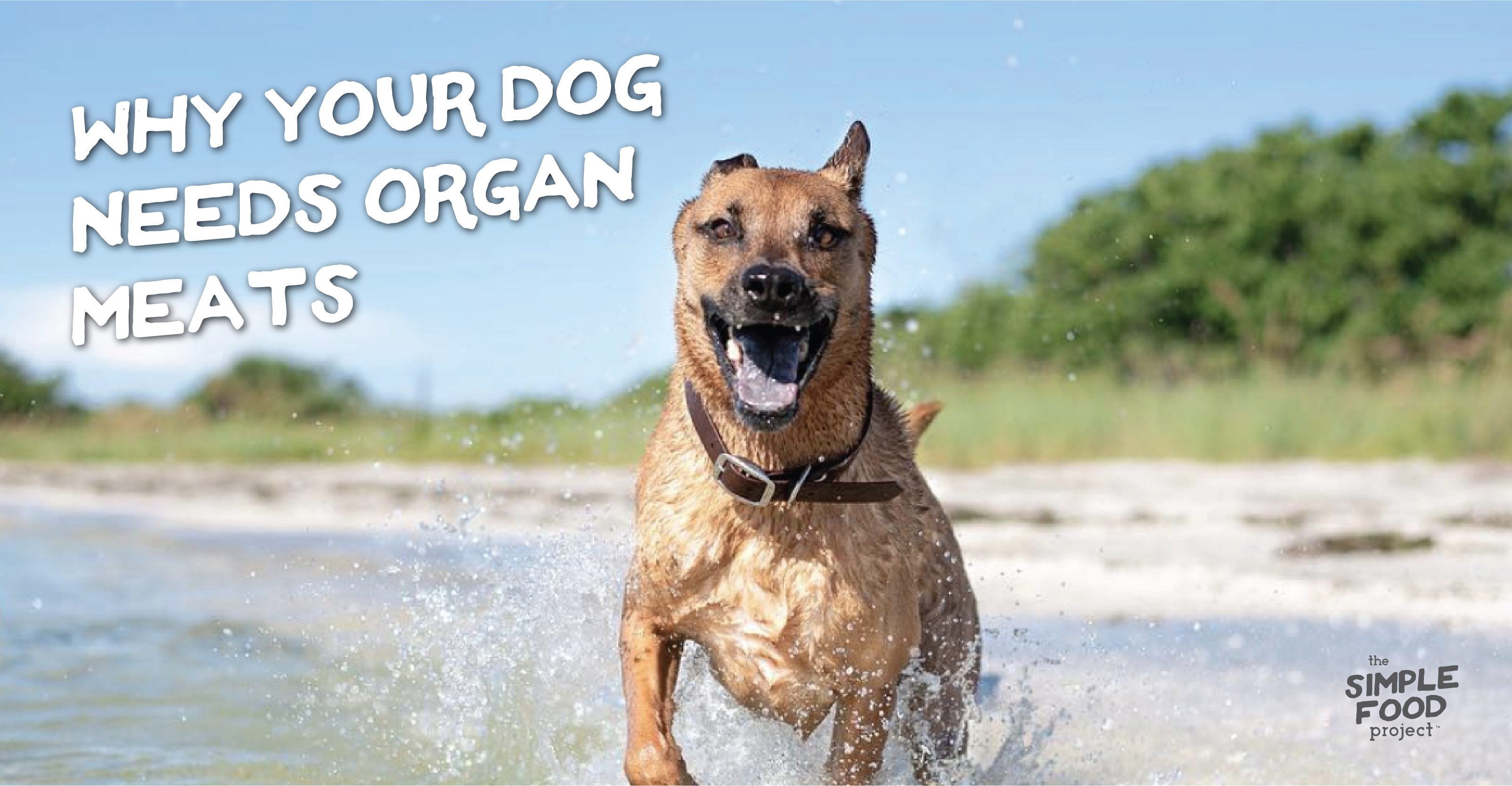 Why Your Dog Needs Organ Meats | The Simple Food Project