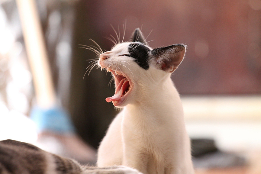 carnivores teeth