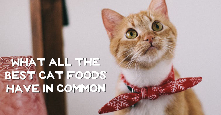 best meat for cats