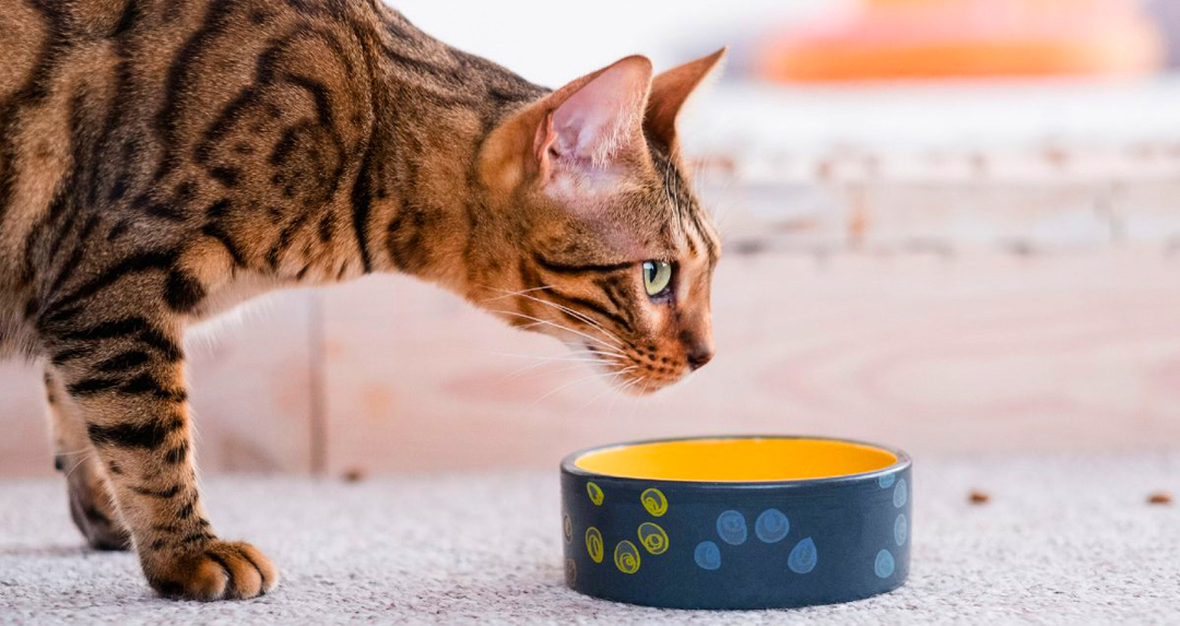 Feed Cats What They Eat In The Wild Myth Or Exactly As Nature Intended