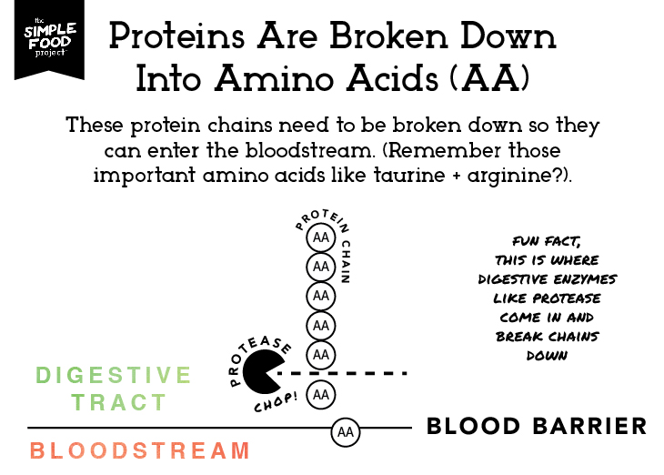 Protein_Diagram-02