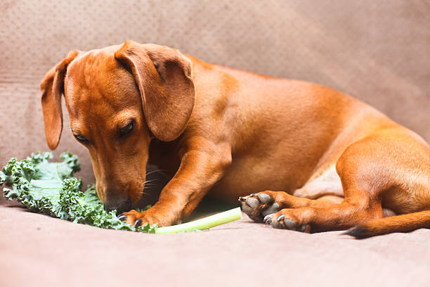 Can Dogs Eat Spinach?