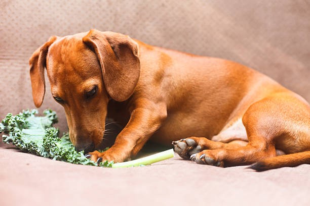 Can dogs eat spinach clearance leaves