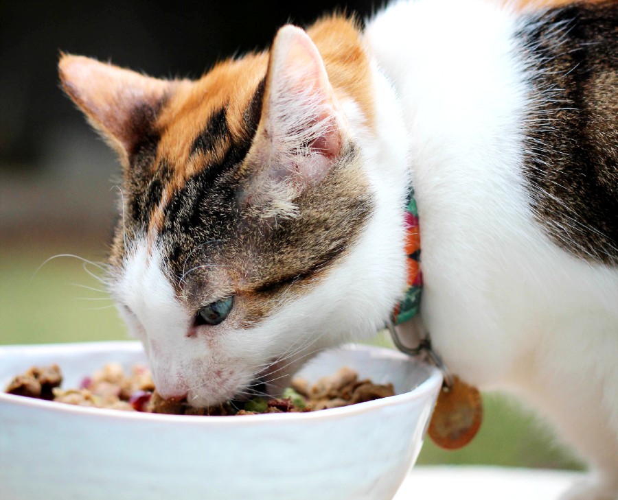 Carbs for outlet cats