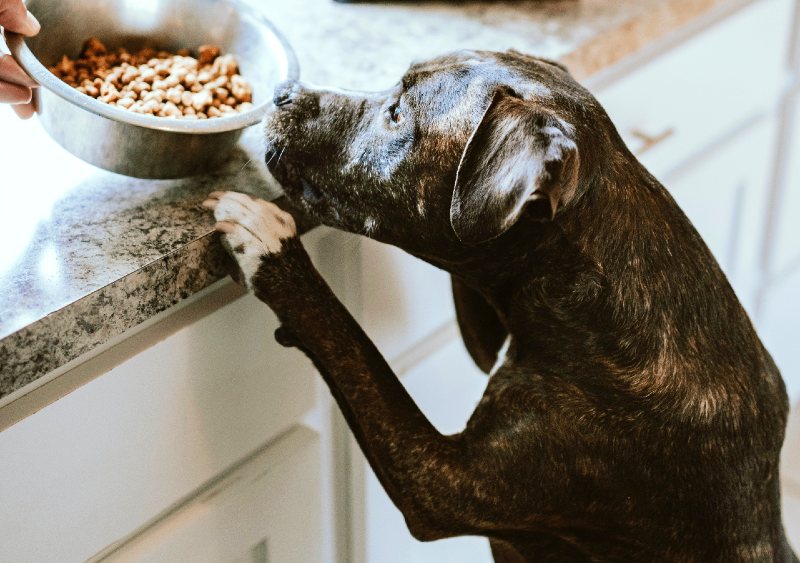 No carb outlet diet for dogs