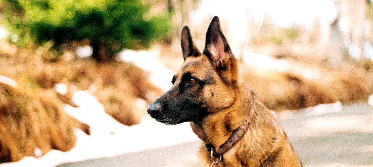 What happens when a dog eats raw steak?