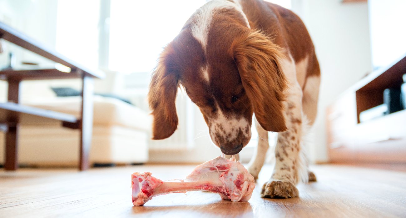 can-a-dog-get-sick-from-eating-raw-meat