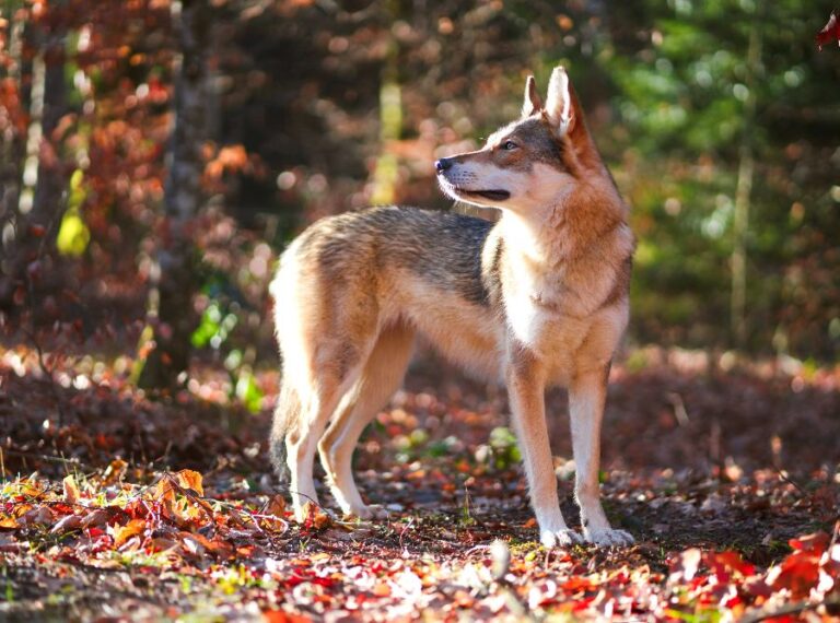 Can I feed my dog a raw steak?