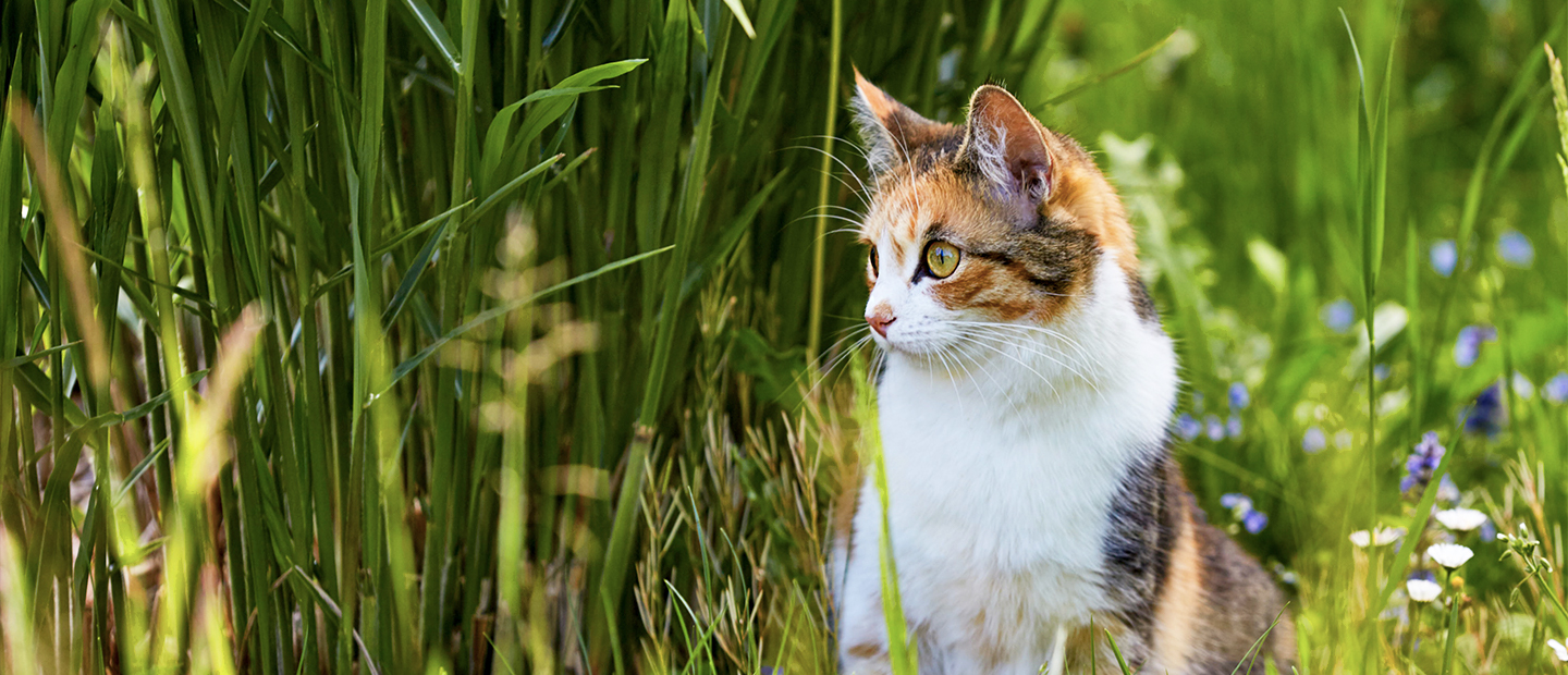 cats carbohydrates