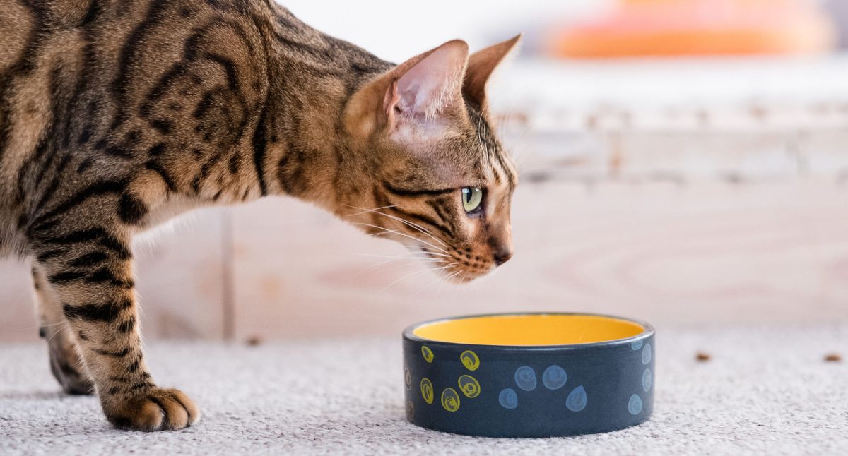 Do cats eat outlet vegetables in the wild